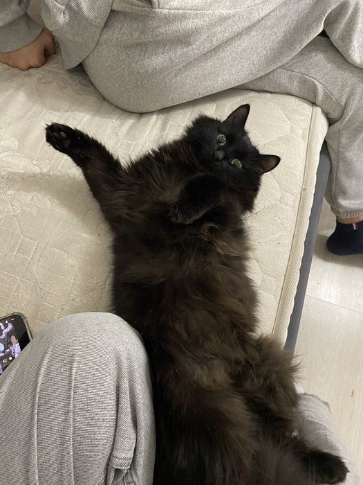 Отдам кота в хорошие руки