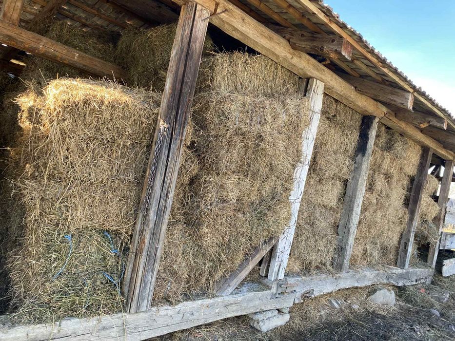 Vând baloti de lucerna otava și fan