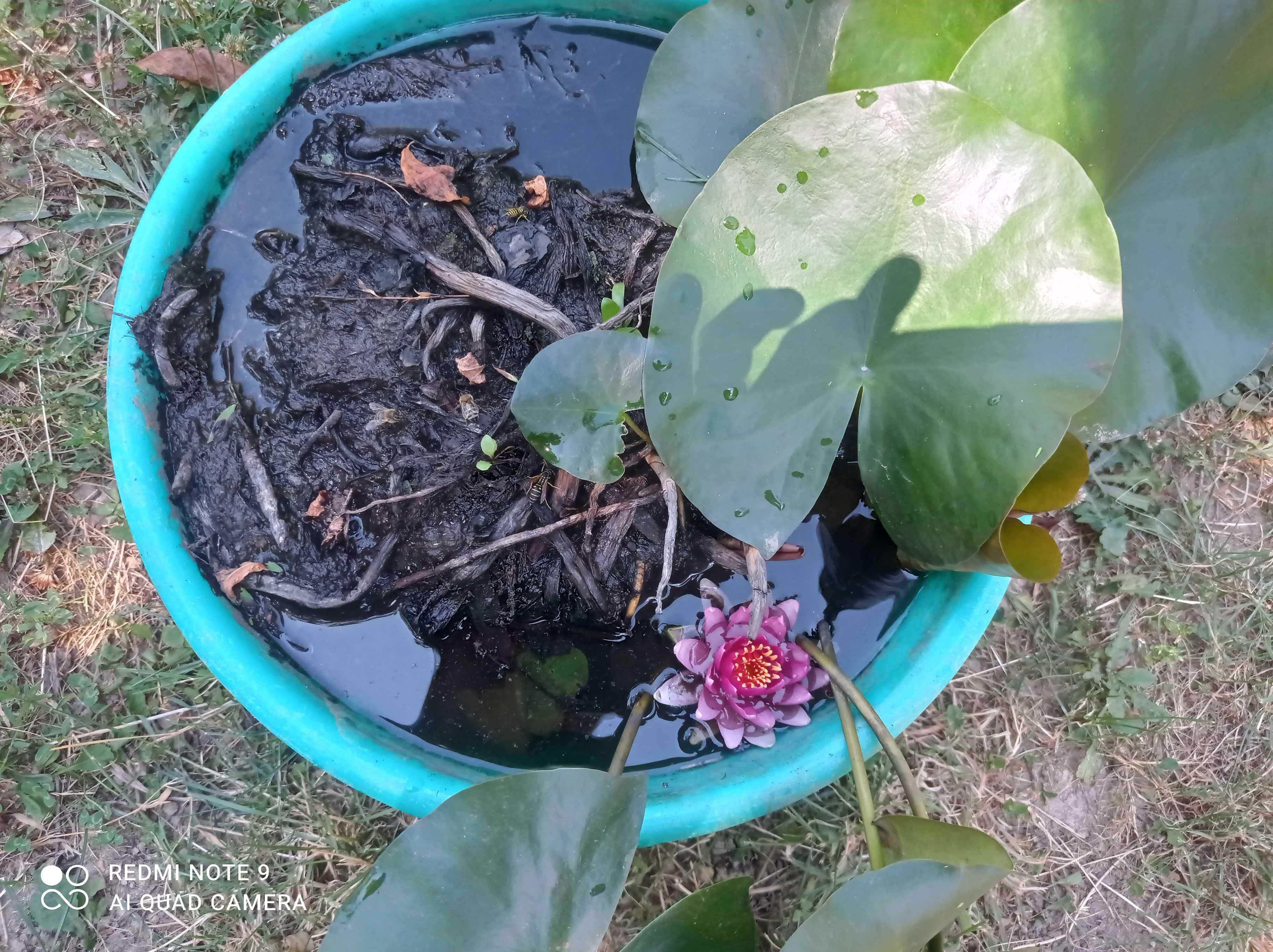 Водна лилия розов и бял цвят