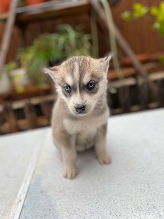 Femela husky siberian, exemplar deosebit!