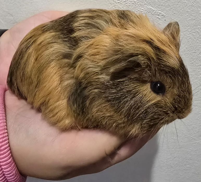 Porcusori de guineea