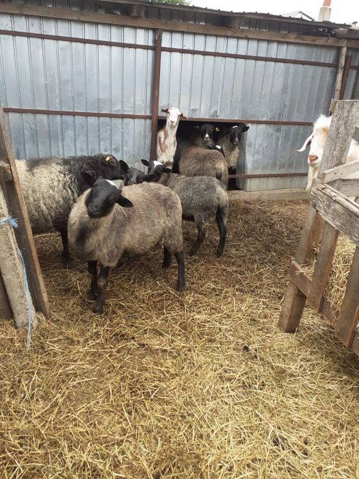 Oi de vanzare , 4 mielute, 2 berbecuti , 3 oi mari