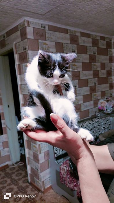 Отдам котят в хорошие руки