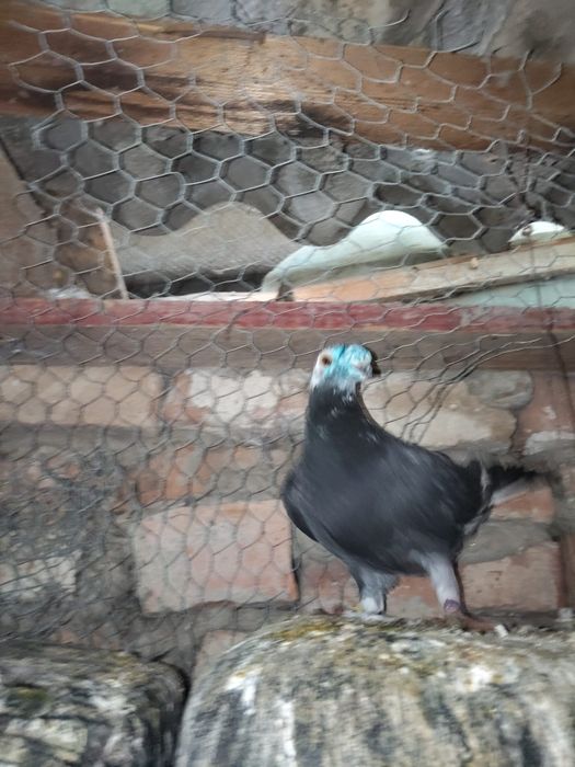 Vând mascul voiajor duduros