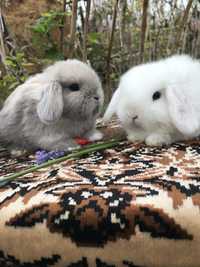 Кролики декоративные карликовые