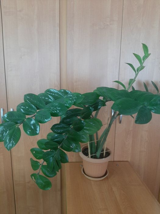 Продам комнатные цветы..