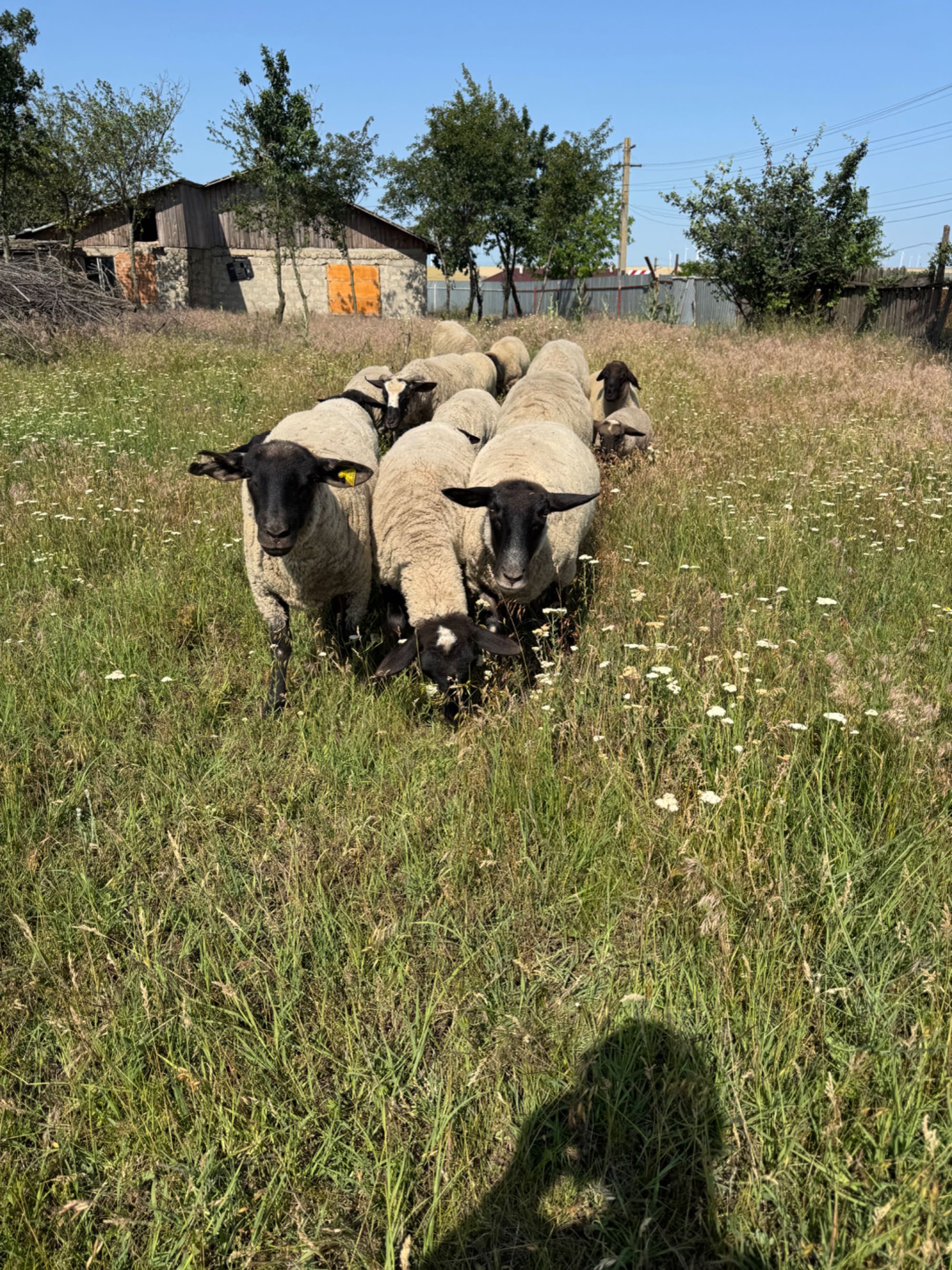 Oi rasa Suffolk de vânzare