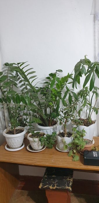 Продам Цветы  в горшке