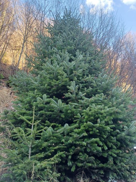 Vând brazi de Crăciun sau replantat!