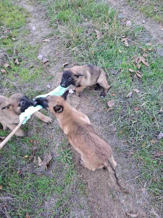 Белгийска овчарка малиноа