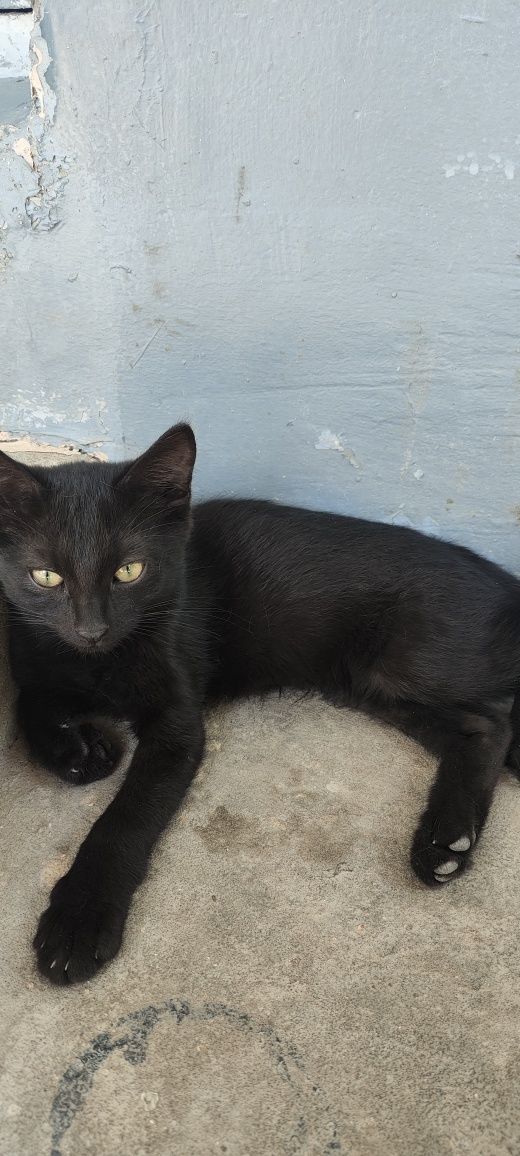 Котята отдам даром в хорошие руки