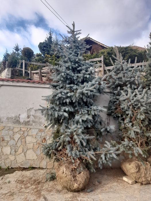 Brad argintiu si verde