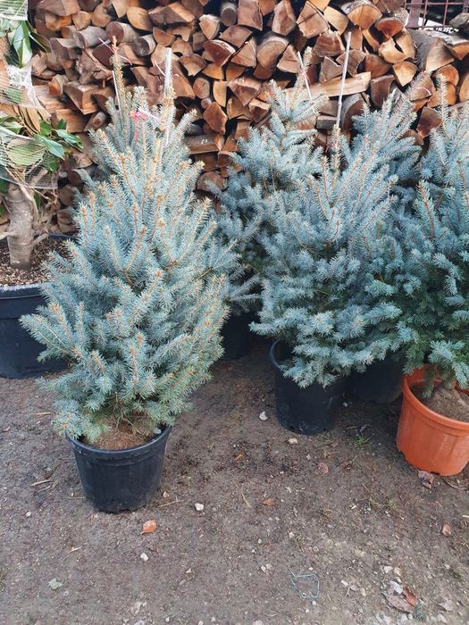 Brazi de plantat la ghiveci