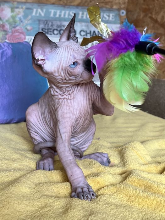Fetita Sphynx cu pedigree si teste