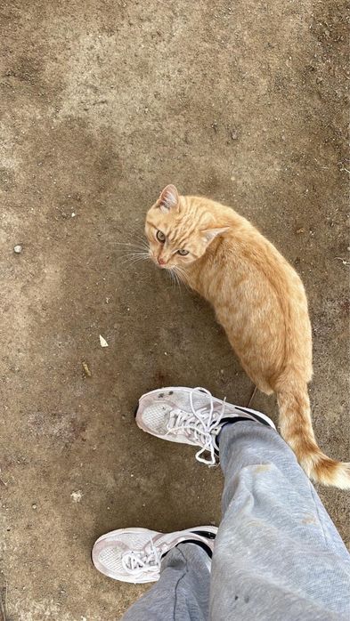 Отдам кота в добрые руки