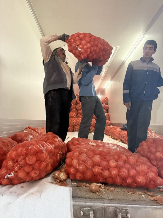 Лук сухой сорт турция