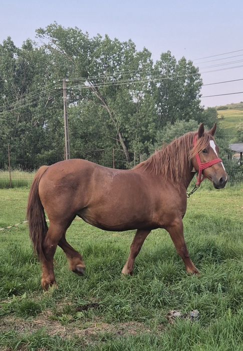 Vînd iapă gestantă