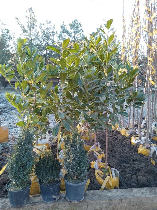 Энг арзон Сасна ваМажвеник арчалар