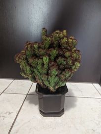 многогодишен кактус