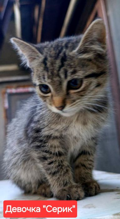 Котята симпотяшки