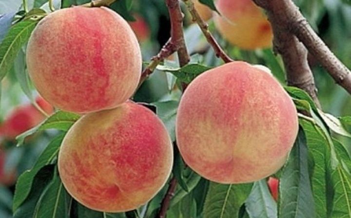 Pomi Fructiferi Străvechi Glia Strămoșească (Soiuri De Piersic )