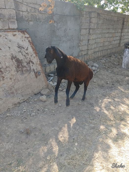 Qozi qocqorla sotiladi