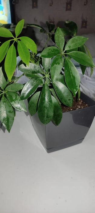 Шафлера в новом горшке