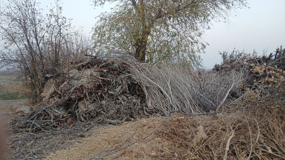 Oʻtin sotiladi tez va arzon