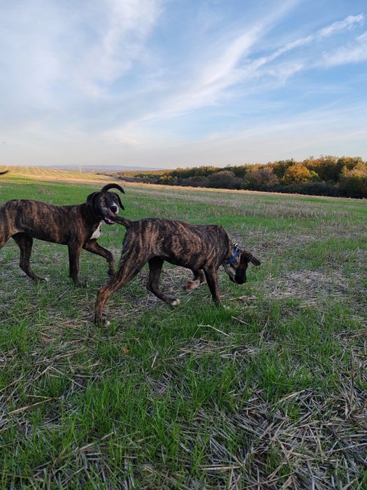 Дого аржентино/преса канарио