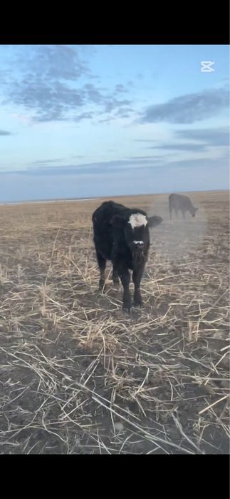 Продам подсосы 10 голов