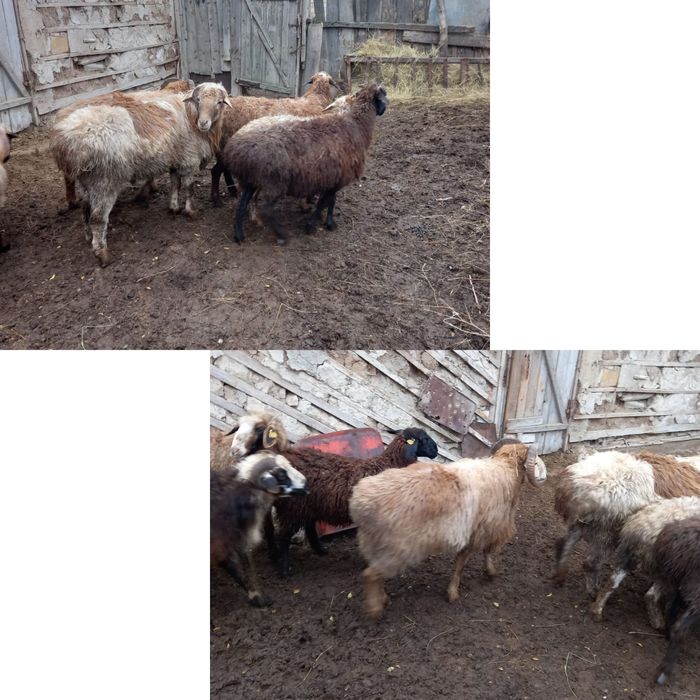 Қой сатылады! Семіз, қошқарлар, қойлар! Бағасын келісеміз!