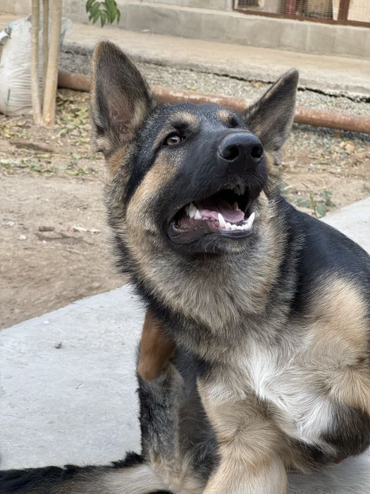 Немецкая овчарка сатылады