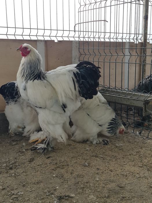 Cocos brahma herminat deschis