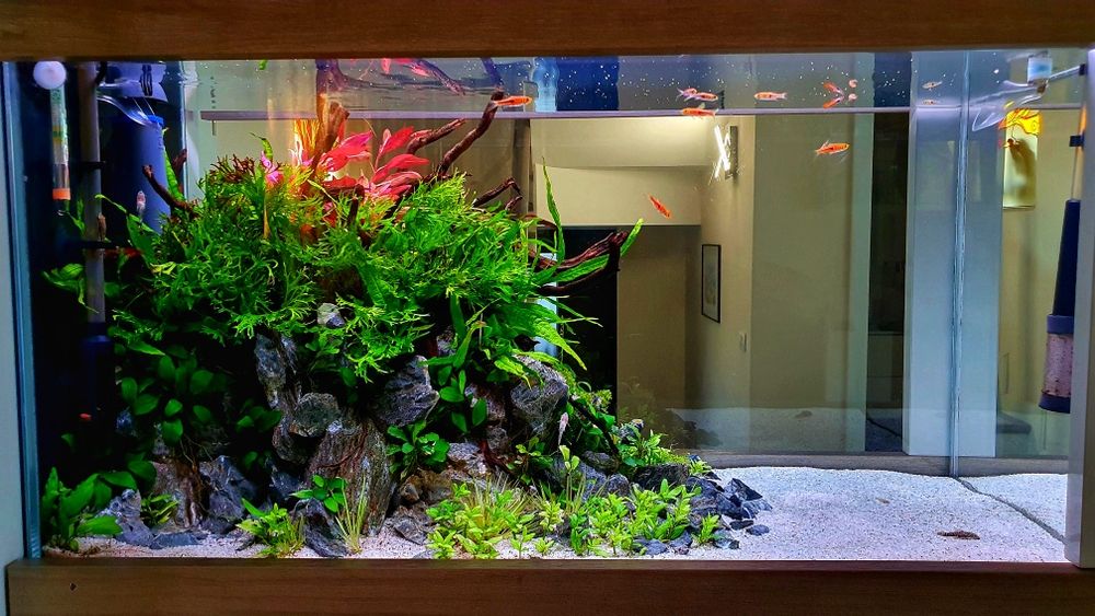 Amenajări Acvarii Personalizate și Mentenanță Profesională DAD