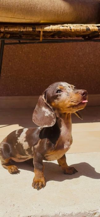 Teckel de dat 4 luni