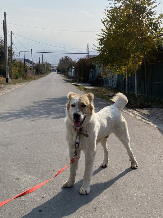 алабай тобет срочно