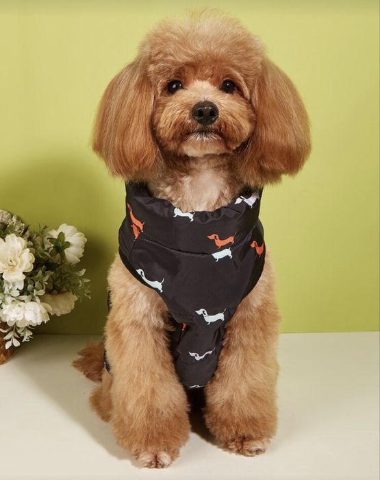 Кучешко яке / елече и пуловер