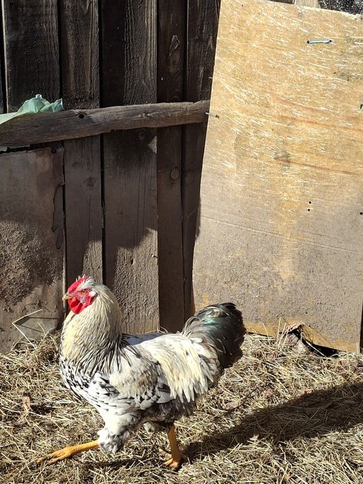 De vânzare 3 cocoși