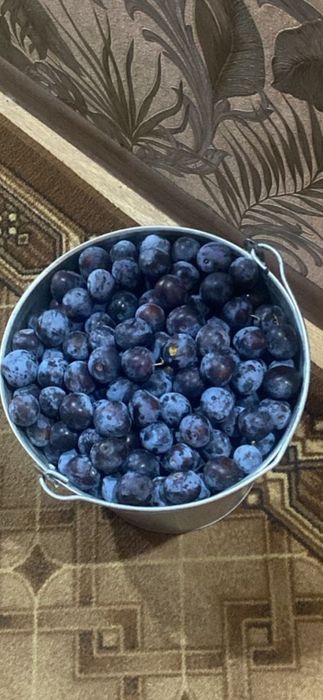 Продам сливу синюю и  виноград синий  очень вкусный