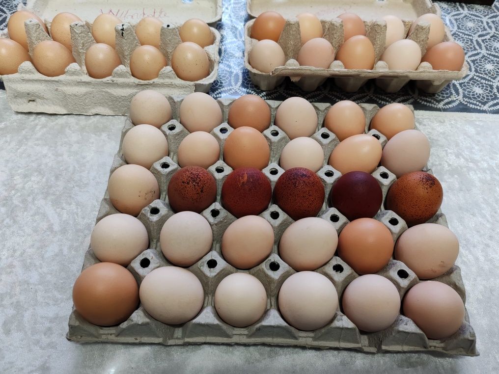 Ouă pentru  incubat : Australorp negru Wyandotte argintiu și Marans