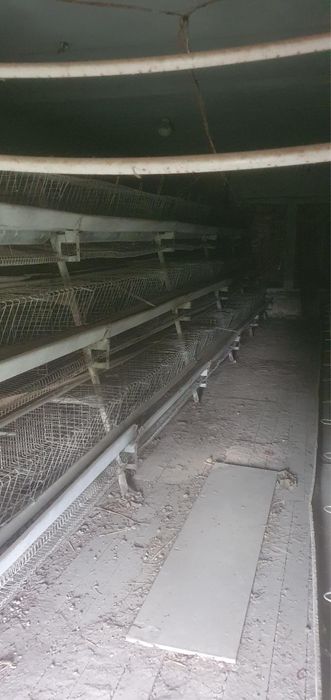 Katak tovuqlar uchun