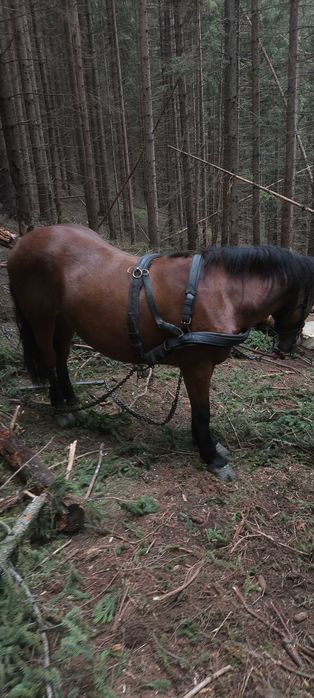 De vânzare manză de 2ani jumate învatata potcovita foarte cuminte