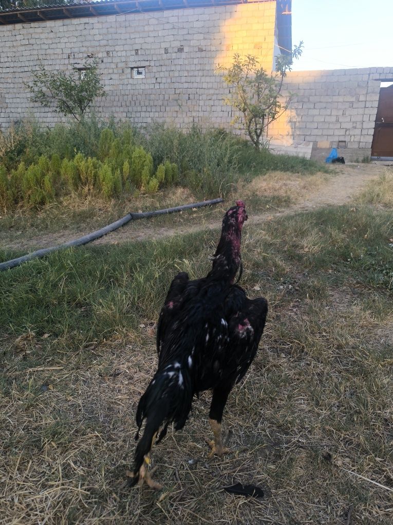 Dakan horoz 10 oylik 4kg