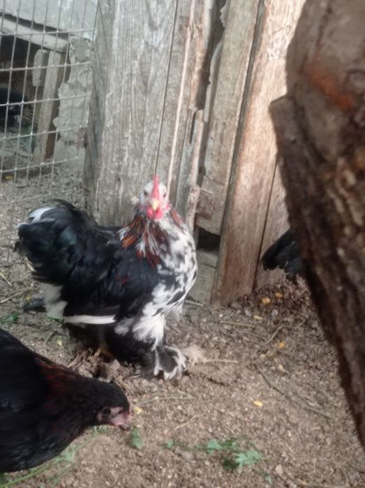 Продам молодых петушков карликового кохинхина