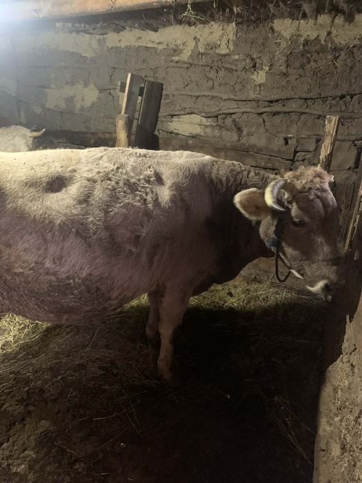 Vând vacă genstanta in 2 luni