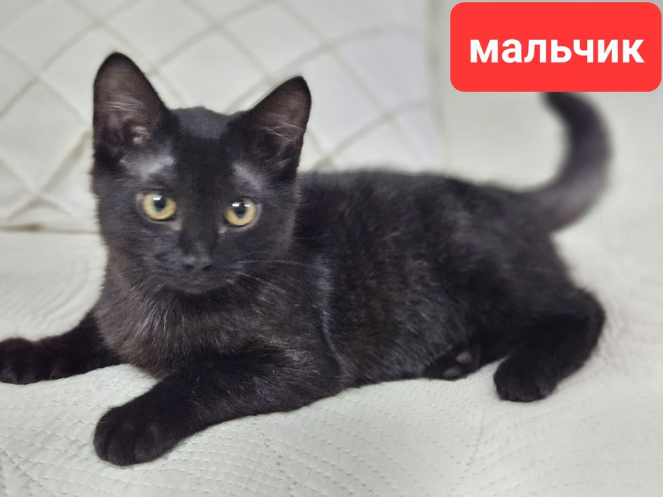 Отдам котёнка мальчик в добрые руки