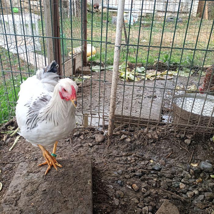 Cocos Sussex cu Adler