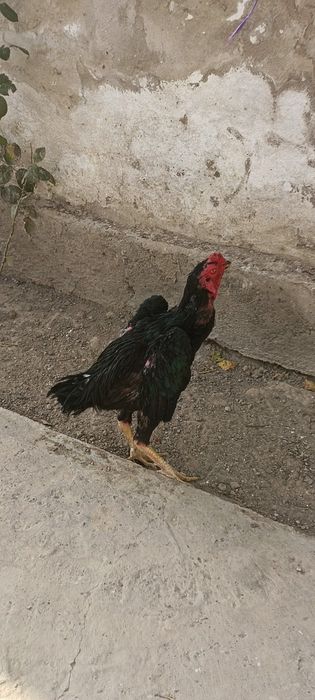 Ешига тулди туловда биринчи тулов немис гиррачи