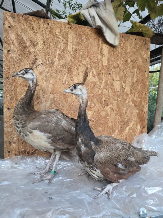 Pui de păun și Oua australorp albastru