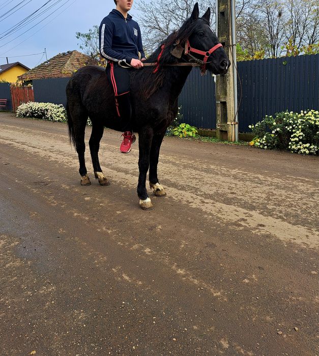 Vând o manza de 1 an jumate